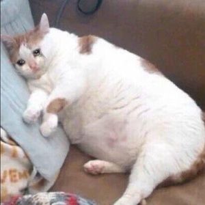 Meet your Posher, Jayna